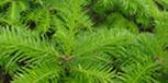 Balsam and Fraser fir